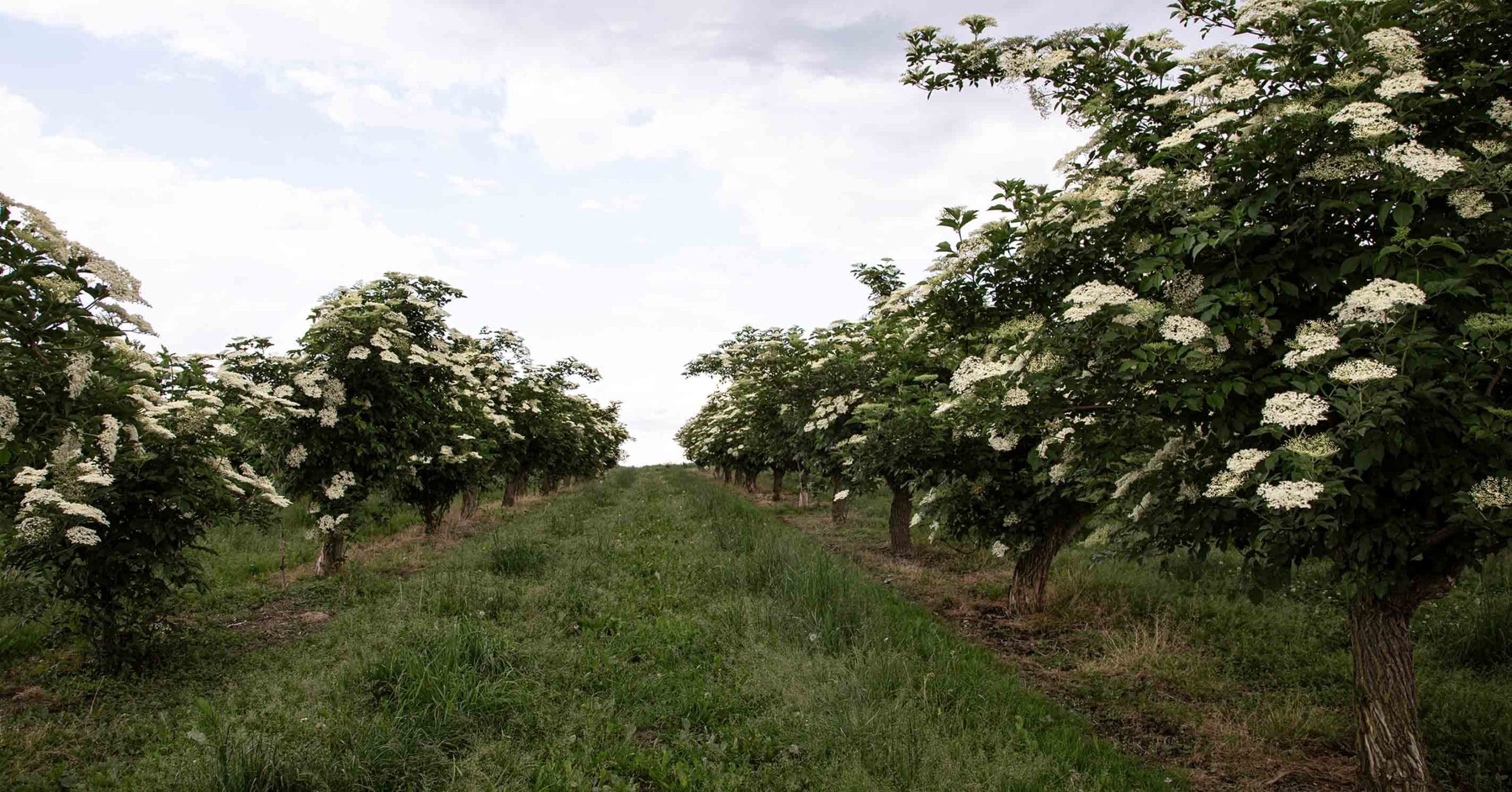 STIN Oststeiermark Holunderfelder